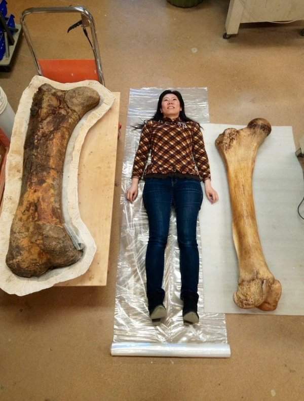 Бедренная кость трицератопса (слева) vs бедренная кость слона