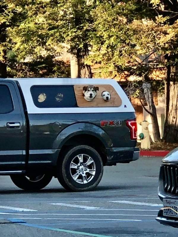 Приспособление для машины, благодаря которому собаки могут наблюдать за дорогой