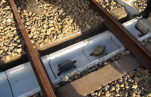 Специальные дорожки для черепах в Японии, чтобы они не попадали под поезд