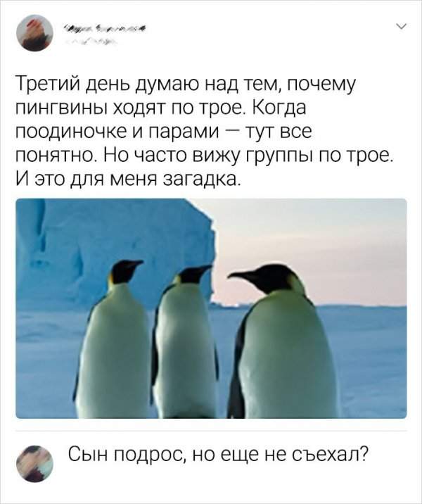 комментарий про пингвинов