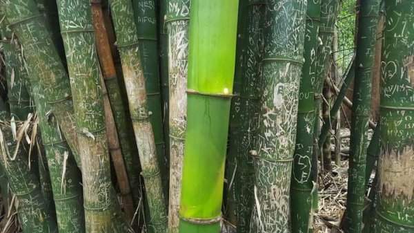 Бамбук, выросший во время пандемии и до которого не успели добраться туристы