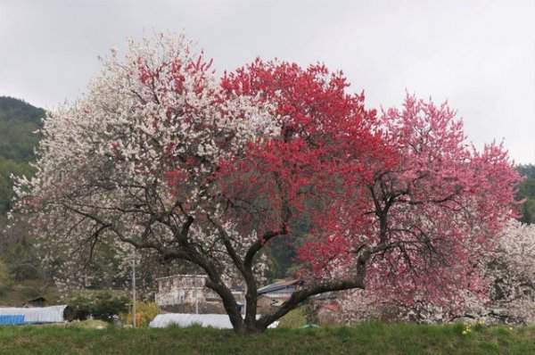 Это персиковое дерево цветёт тремя разными цветами