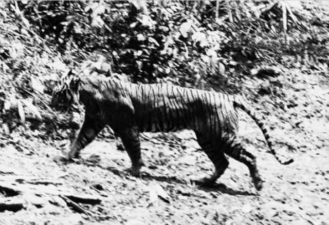 Последнее фото яванского тигра – полностью исчезнувшего вида животного, 1954 год