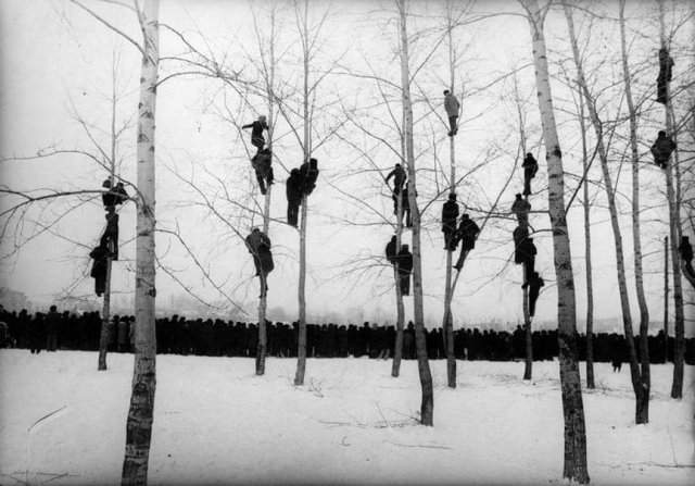 Болельщики забрались на деревья, чтобы увидеть футбольный матч между Бельгией и Голландией, 1913 год.