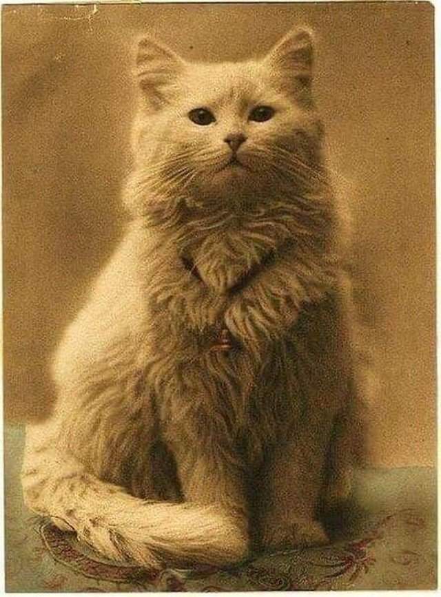 1880 год. Первое известное фото котика.