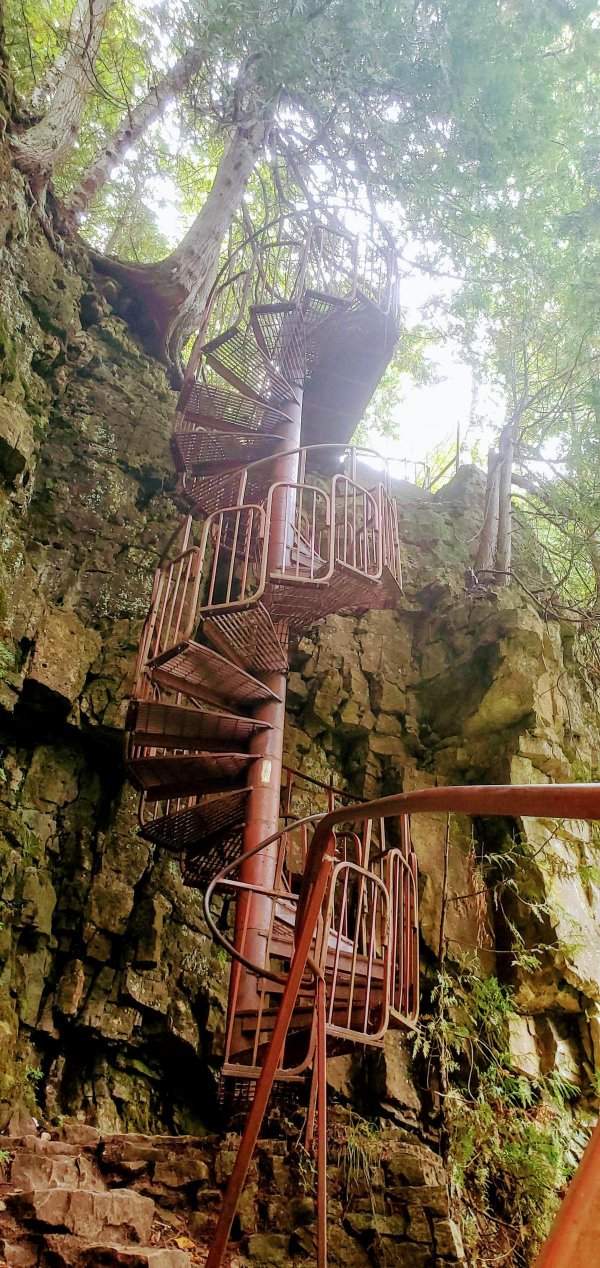 Лестница посреди леса
