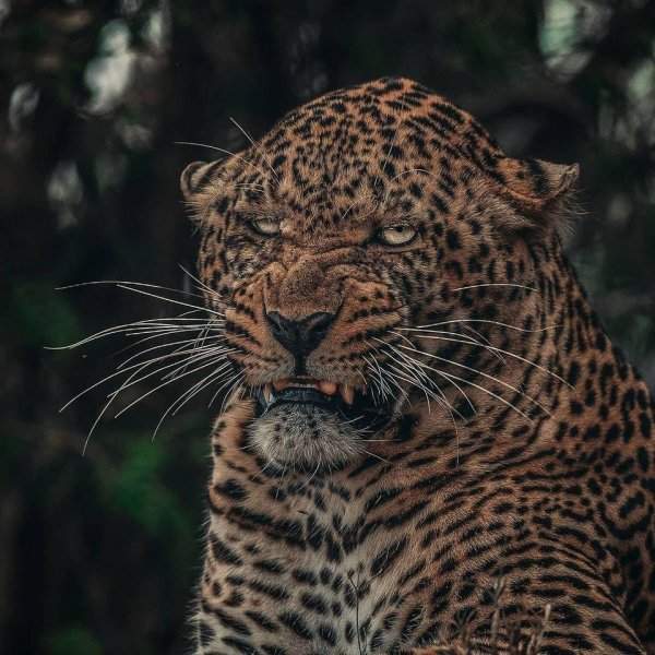 Не все леопарды — фотогеничные симпатяжки