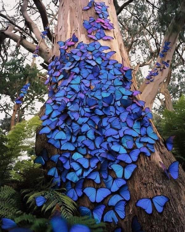 Дерево, которое облюбовали синие бабочки