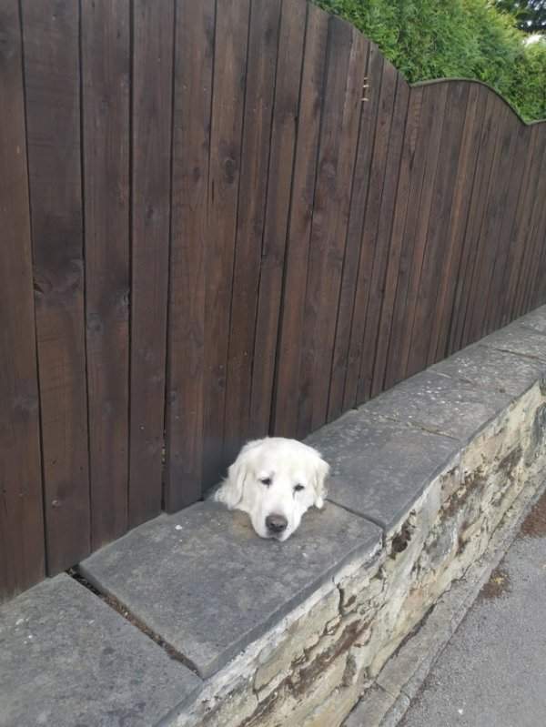 Пёс в заборе