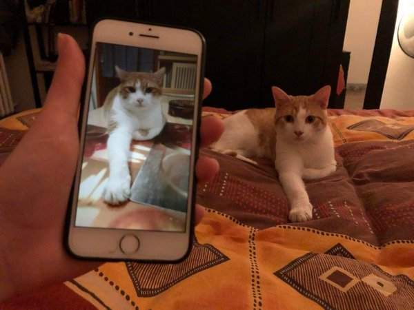 Листала в Фейсбуке фото кошек и обнаружила глюк в матрице