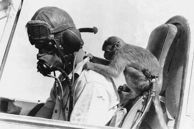 Талисман эскадрильи Королевских ВВС Великобритании в Ливии: обезьяна по кличке Бас играет с пилотом истребителя «Tomahawk» в Западной пустыне, 15 февраля 1942 года.