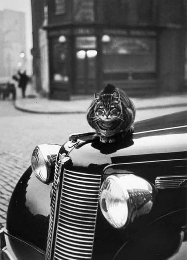 Кот на машине. Лондон, 1950-е.