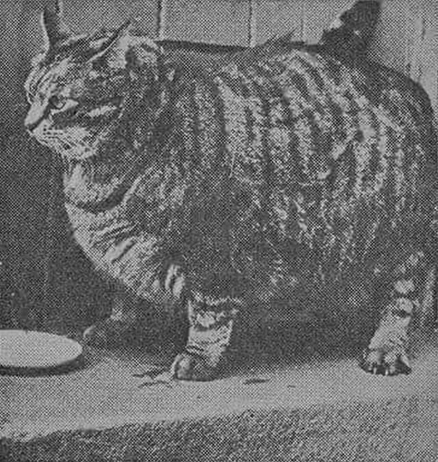 В 1950 году книга рекордов Гиннеса назвала Клауса из Сан-Франциско самым толстым котом. В 8 лет он весил 18 кг и был 91 см вокруг талии.