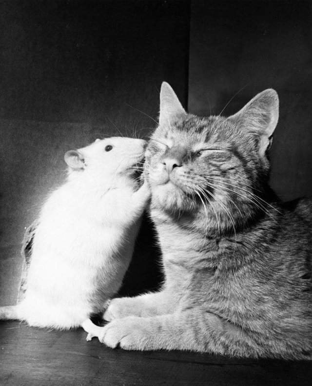Когда разновидовые животные pacтут вместе, они часто утрачивают враждебность. Фото: апpeль 1964 годa.