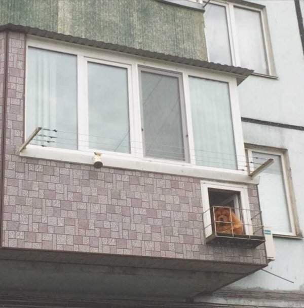 У чау-чау есть свой балкон