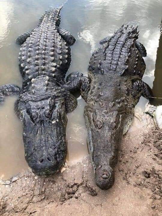 Слева аллигатор, а справа крокодил