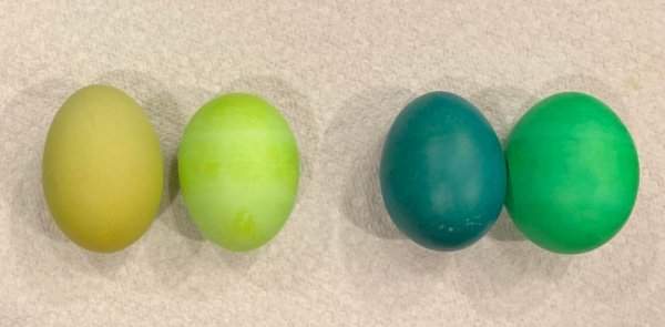 Как отличаются коричневые (слева) и белые (справа) яйца, если их опустить в одну и ту же краску