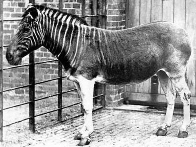 Квагга - вымерший подвид бурчелловой зебры. Последняя живая квагга была сфотографировала в Зоологическом сообществе Лондона в 1870 году.