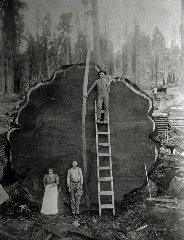 Лесорубы и гигантское поваленное дерево в Калифорнии, 1892 год.