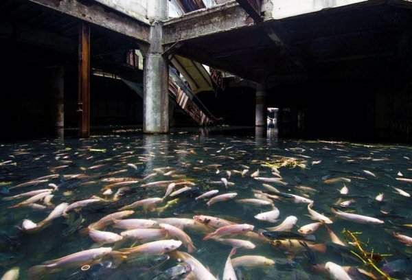 Торговый центр в Бангкоке, который затопило ливнями, и там завелись рыбы