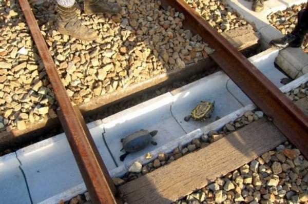 В Японии под железнодорожными путями сделаны проходы для черепах