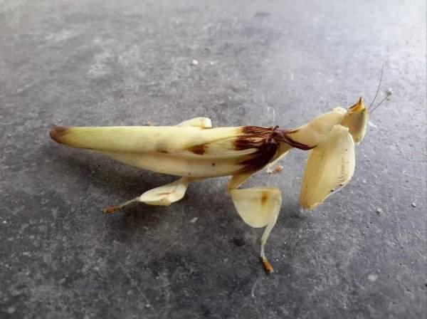 Живой банан