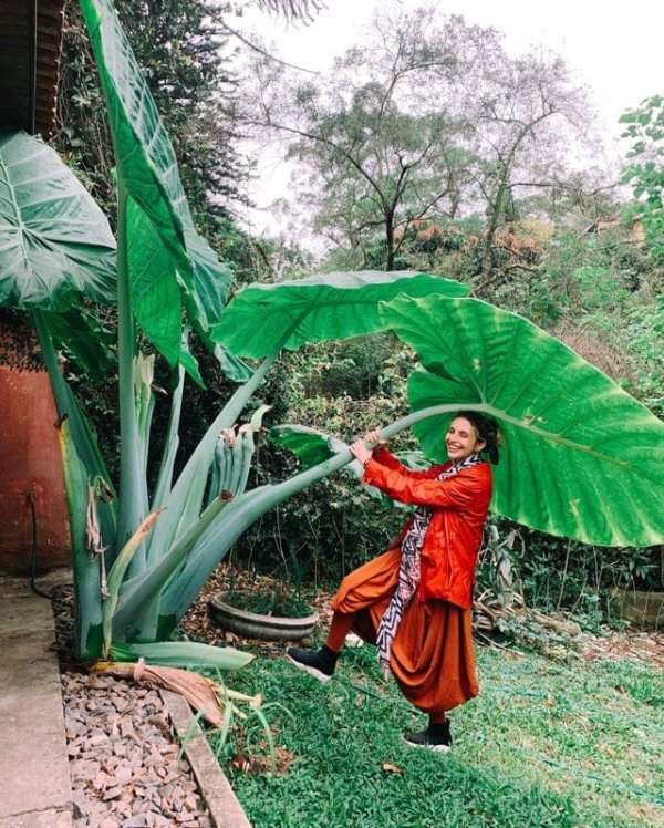 Огромные листья растения под названием маланга