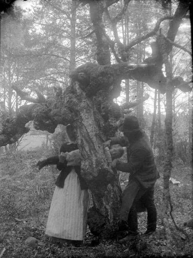 Попытка исцелить ребенка–рахитика путем протаскивания через дупло в целебном дереве, 1918 год, Швеция.
