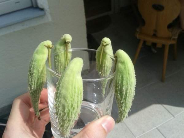 Попугайчики собрались выпить или это соцветия асклепиаса?