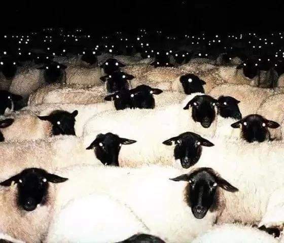 Овцы в ночи