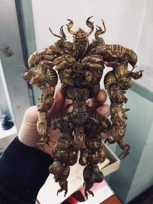 Существо, собранное целиком из панцирей цикад