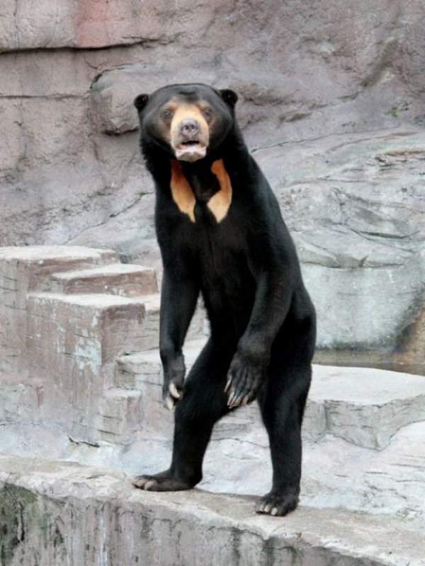 Малайский медведь выглядит как человек, который надел костюм медведя и не знает, как себя вести