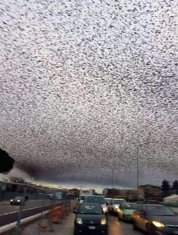 Приятно наблюдать за птичками в небе, но это... вызывает чувство большой тревоги