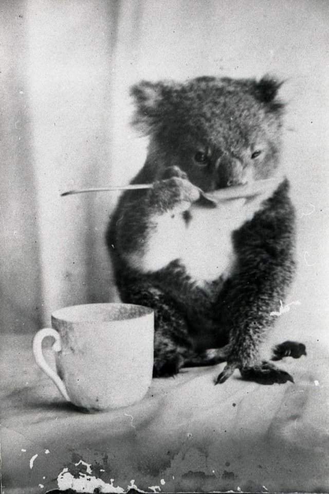 Домашняя коала пьет из ложки, Австралия, ок. 1900 года