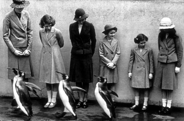 Королевские пингвины маршируют перед королевской семьёй в Лондонском зоопарке, Великобритания, 1938 год.