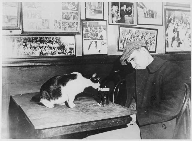 Посетитель бара Sammy’s Bowery Follies спит за столиком, в то время как кошка пьет его пиво. Вашингтон, округ Колумбия, 1947 год.
