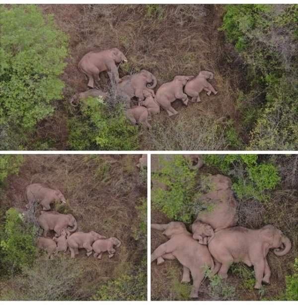 Дикое стадо бродячих слонов отдыхает после 500-километрового перехода по Китаю