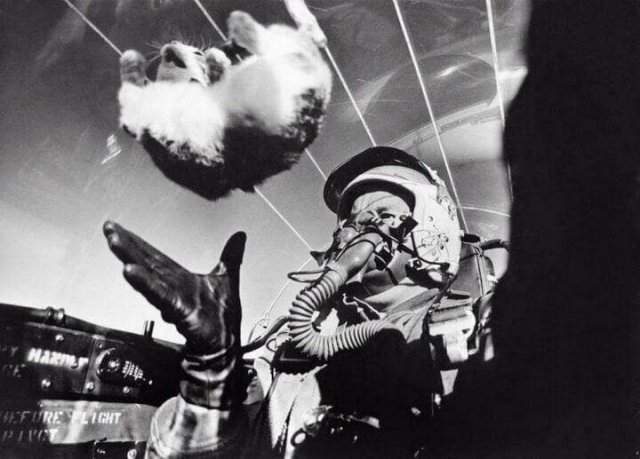 Пилот выполняет опыт по изучению действия невесомости на кошке, 1958 год.