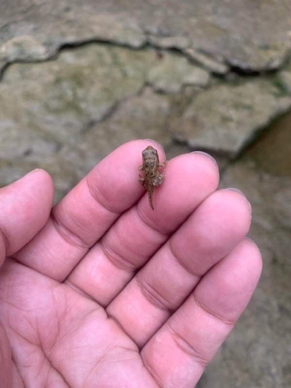 Этим утром я нашёл лягушку, у которой ещё был хвостик