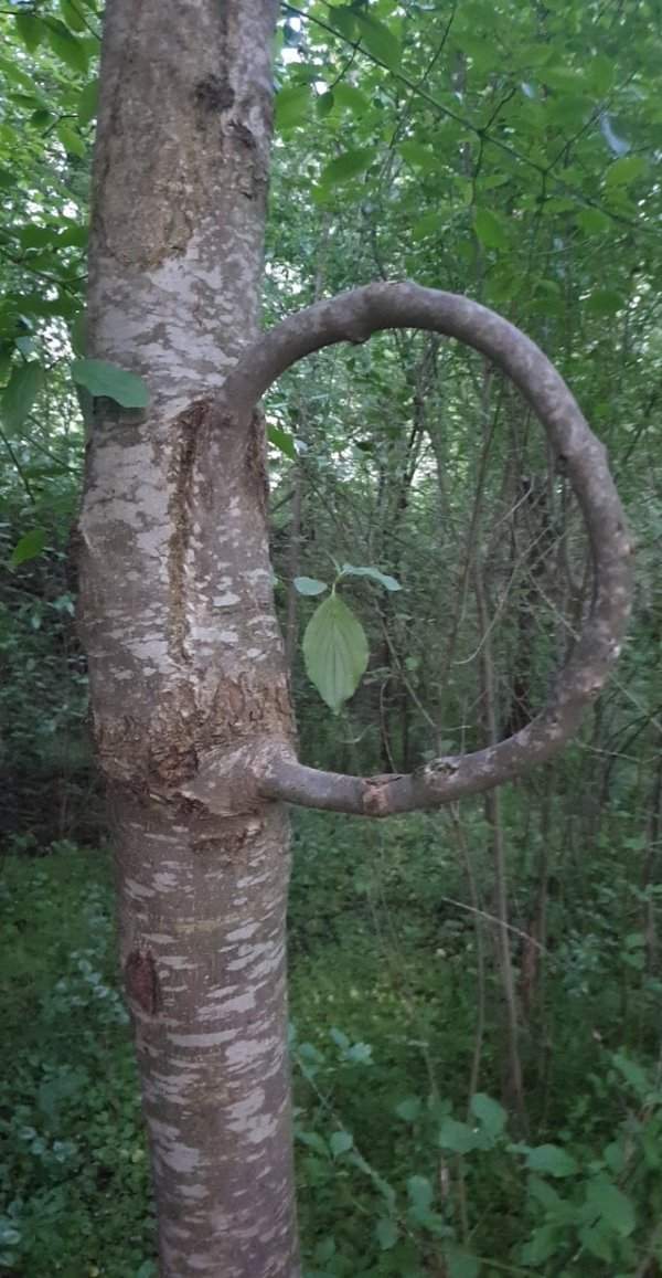 Я нашёл дерево, которое вросло само в себя