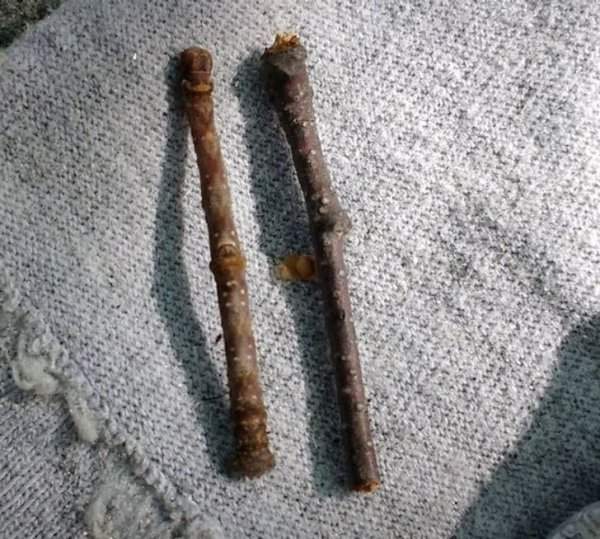 Одна из них — палочка, а вторая — личинка мотылька
