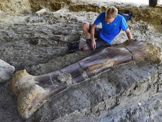 Бедренная кость динозавра весом 500 кг, возраст 140 миллионов лет. Современная Франция