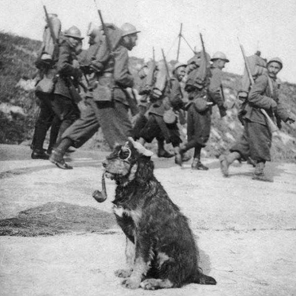 Французские солдаты проходят мимо пса с трубкой, 1915 год