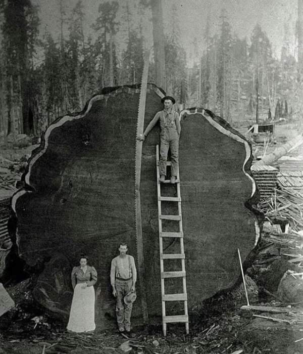Семья лесорубов и 1300-летнее дерево, которое они спилили