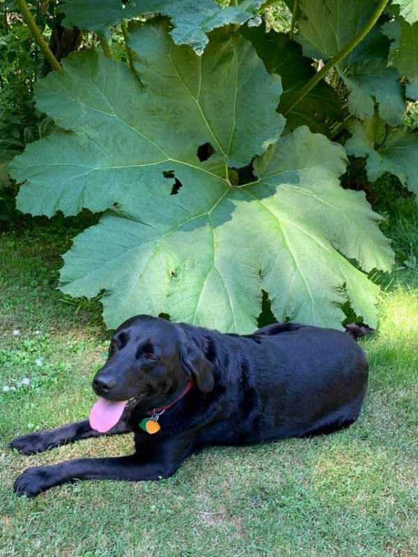 Этот лист гуннеры из сада моей мамы в два раза больше моего пса