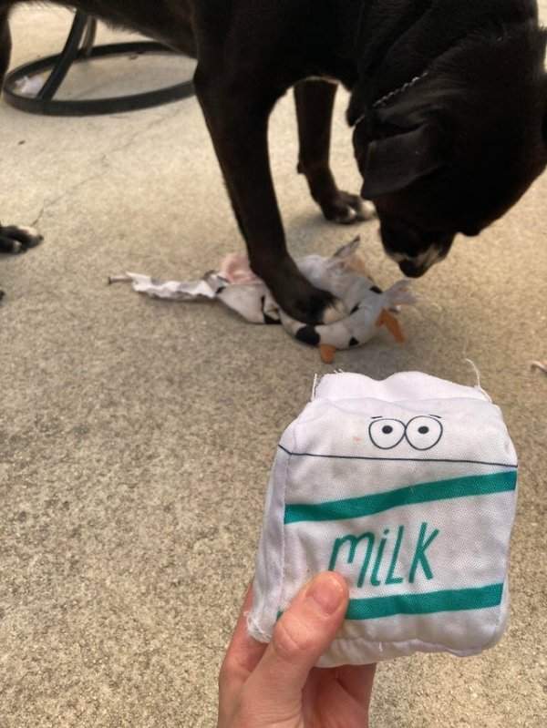 Мой пёс разорвал игрушку в виде коровы, а внутри оказалась пищалка в виде пакета молока
