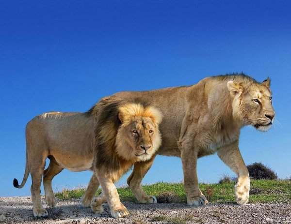 Современный лев и вымерший американский лев
