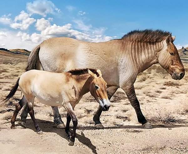 Лошадь Пржевальского и вымершая гигантская лошадь (Equus giganteus)