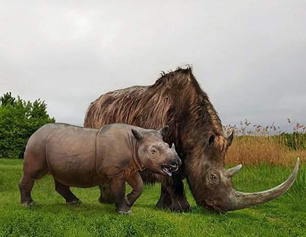 Суматранский носорог и вымерший шерстистый носорог