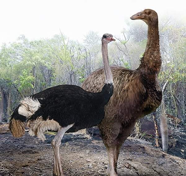 Африканский страус и вымершая слоновая птица